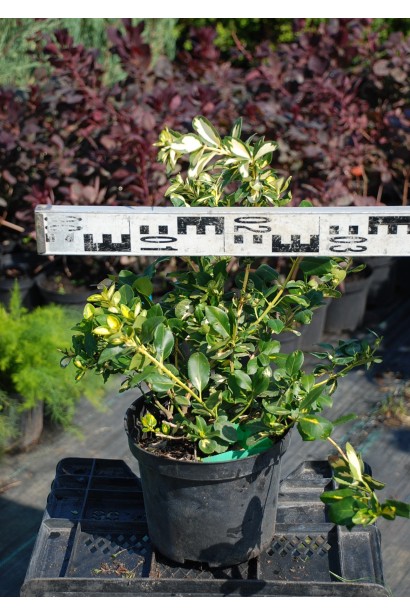 Бруслина Форчуна Блонді діаметр 20-30 см