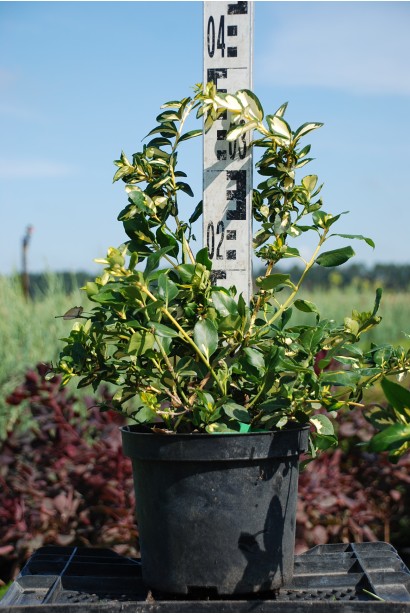 Бруслина Blondy / Interbolwi в садовому центрі