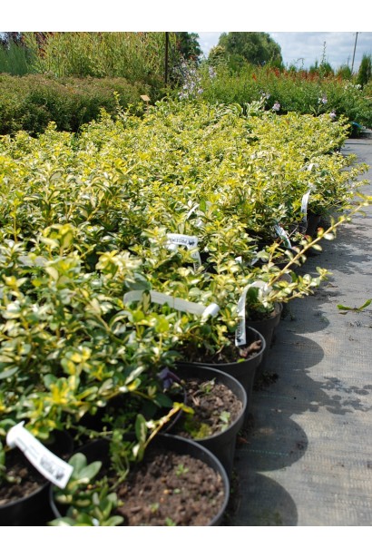 руслина форчуна Blondy саджанці в розсаднику