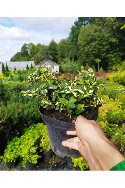 Бруслина Форчуна Блонді саджанець в контейнері 3 л