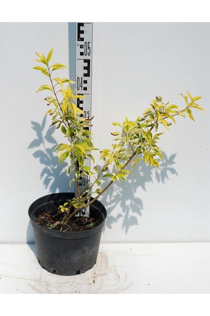 Форзиція середня Голден Таймс в контейнері