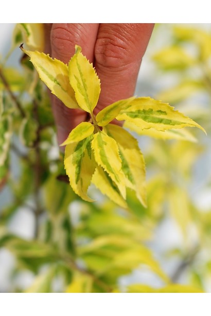 Форзиція середня Голден Таймс
