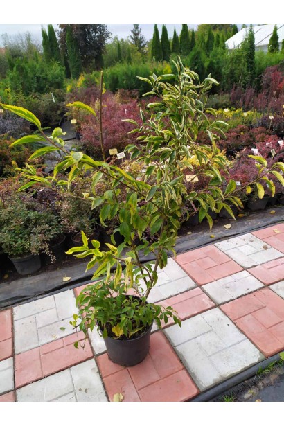 Форзиція середня Голден Таймс в контейнері