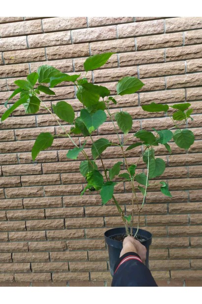 Гортензія деревоподібна Аннабель в контейнері 5 л