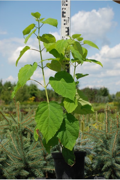 Гортензія  Аннабель в горщику 5 л 60-80 см