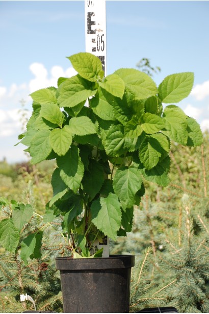 Гортензія  Аннабель саджанець 40-50 см