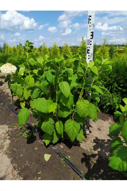 Гортензія деревоподібна Аннабель в полі