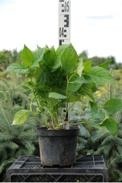 Гортензія Ніко Блю в контейнері 30-40 см