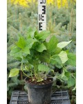 Гортензія широколистна Ніко Блю | Гортензия широколистная Нико Блю | Hydrangea macrophylla Nikko Blue