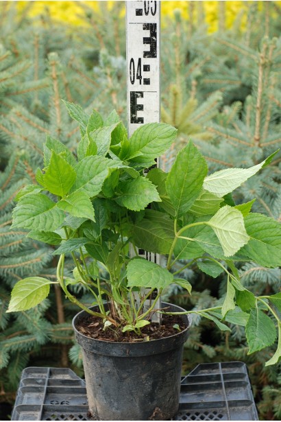 Гортензія Ніко Блю саджанець С3 