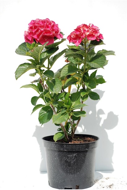 Гортензія широколиста Сібілла в контейнері 3 л