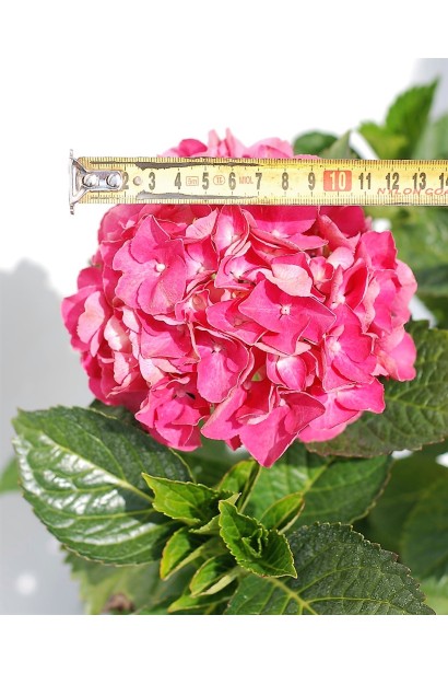 Гортензія широколиста Мася квітка діаметром 13 см