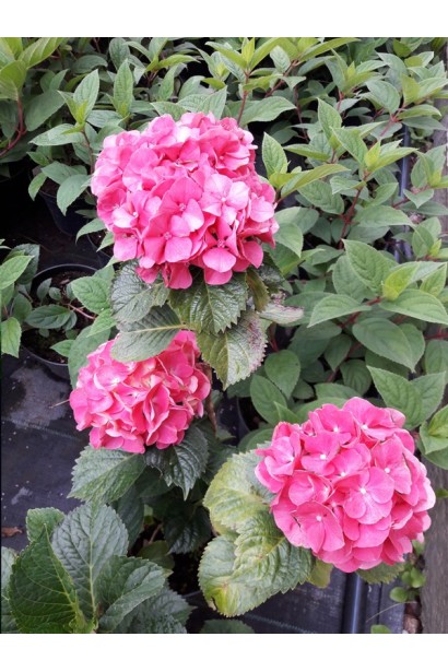 Гортензія широколиста Сібілла / Мася