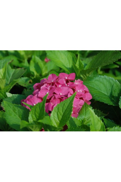 Гортензія садова Сібіла круглі рожеві суцвіття