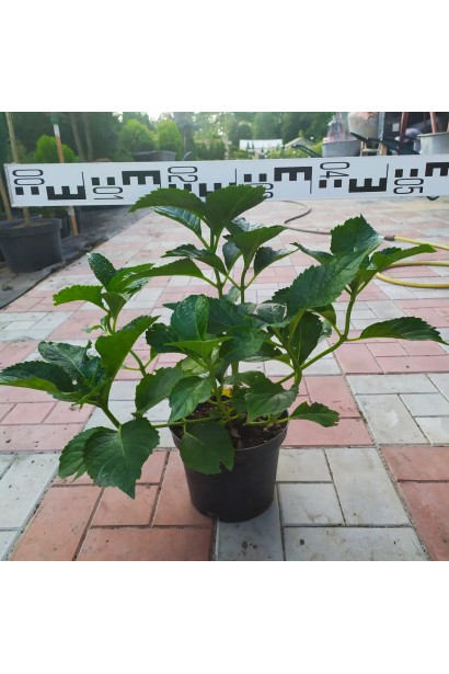 Гортензія Сібілла саджанець діаметр 40-50 см