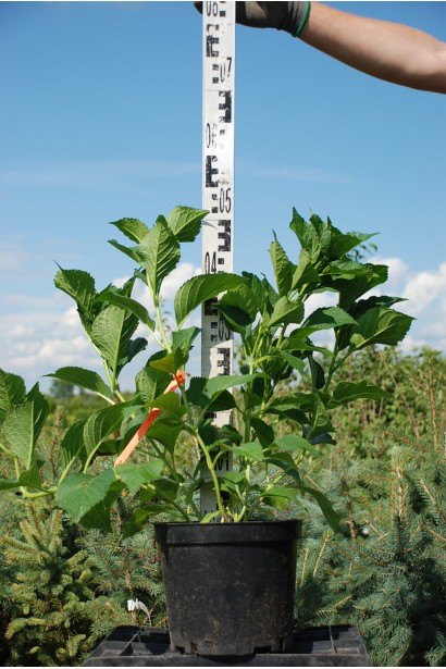 Гортензія широколиста Сібілла в контейнері 40-50 см