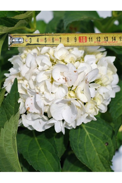 Гортензія Соєр Терез / Сестра Тереза квітка 14 см
