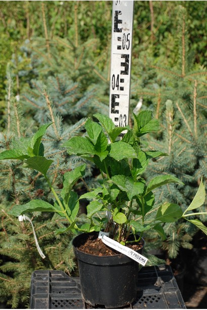 Гортензія крупнолиста Соєр Терез саджанець 20-30 см