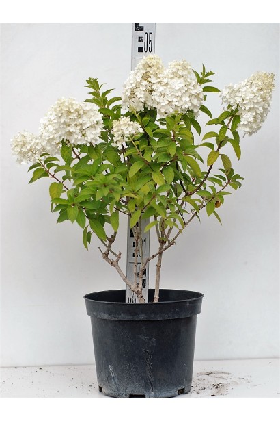 Гортензія Bobo контейнер 3 л