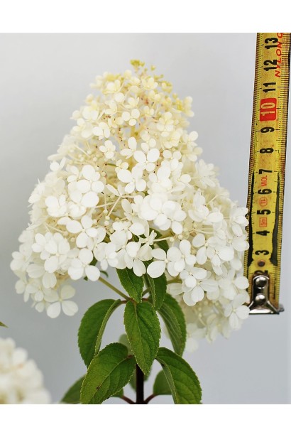 Гортензія Бобо розмір квітки 12 см