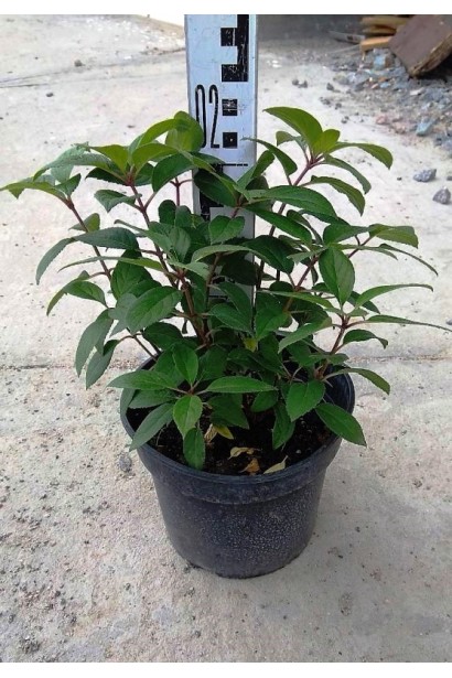 Гортензія Bobo саджанець 15-20 см