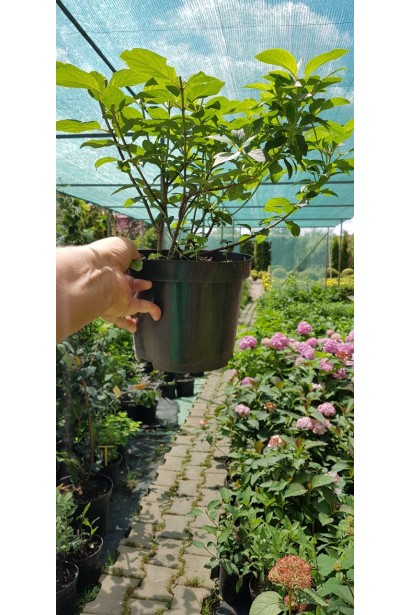 Гортензія волотиста Бобо в горщику 3 л