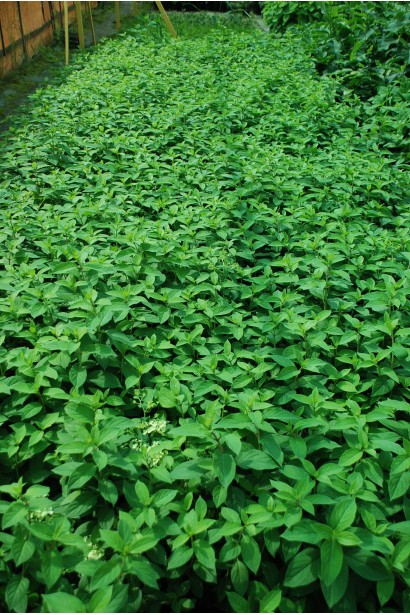 Гортензія волотиста Бобо в садовому центрі