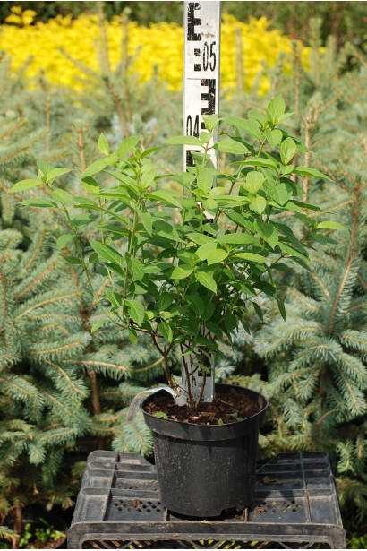 Гортензія волотиста Бобо контейнер 3 л 35-45 см