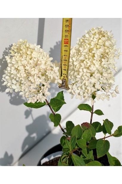 Гортензія Грандіфлора розмір суцвіття