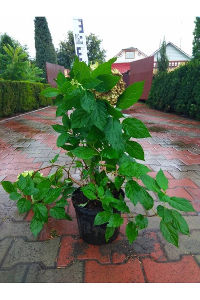 Гортензія волотиста Лаймлайт в садовому центрі