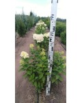 Гортензия метельчатая Лаймлайт PBR/® | Hydrangea paniculata Limelight PBR/® | Гортензія метельчата Лаймлайт PBR/®