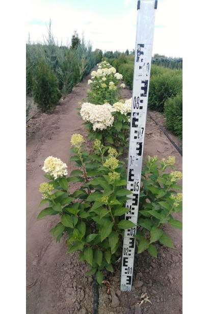 Гортензія Лаймлайт в розсаднику 