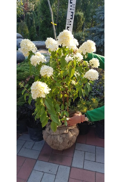 Гортензія Лаймлайт з комом 