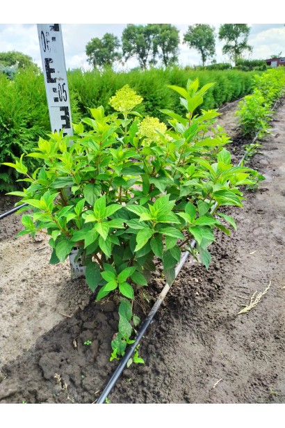 Гортензія Лаймлайт в полі з комом