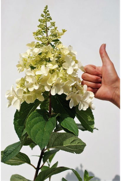 Квітка Pinky Winky 