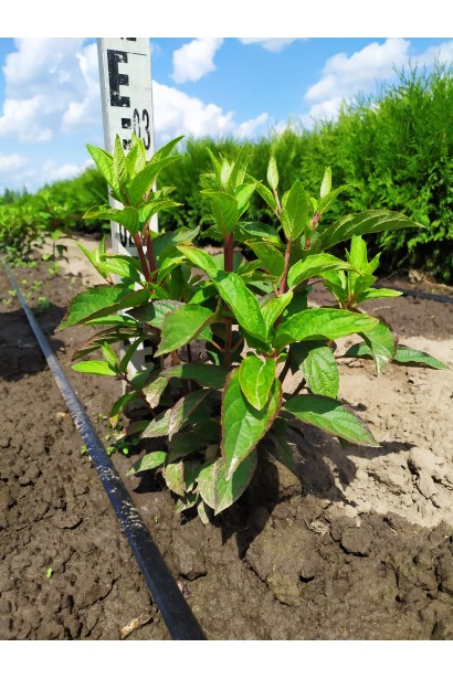 Гортензія Пінкі Вінкі в полі 20-30 см