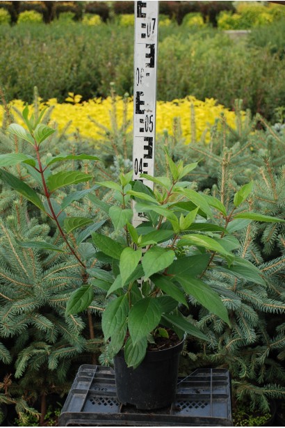 Гортензія Пінкі Вінкі  висота 40-50 см