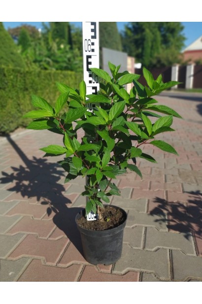 Гортензія Пінкі Вінкі саджанець С5 45-55 см