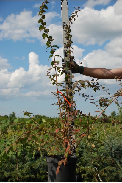 Кольквіція Пінк Клоуд висота 80-100 см