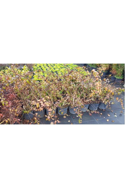 Кольквіція Пінк Клауд саджанці в садовому центрі