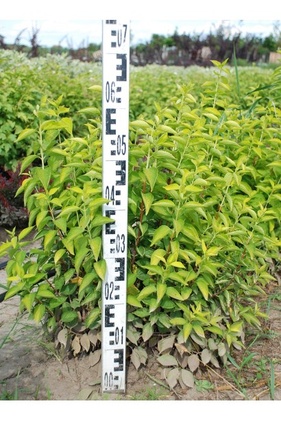 Philadelphus coronarius Aureus: декоративний кущ для яскравого акценту.