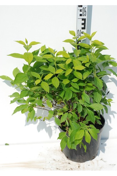 Чубушник вінечний / жасмін садовий Ауреус - 3л/40-45см/40-45см