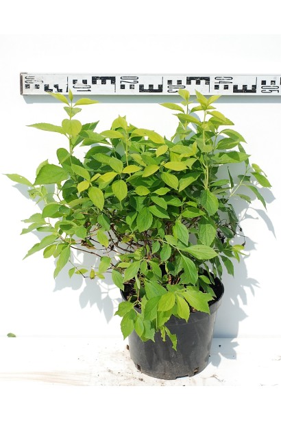 Чубушник вінечний / жасмін садовий Ауреус - 3л/40-45см/40-45см