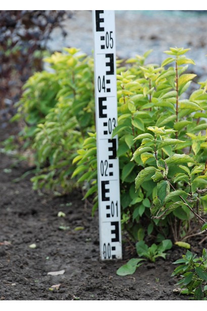 Philadelphus coronarius Aureus: саджанець для квітучого куточка.