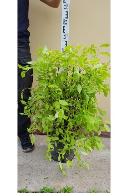 Саджанець Чубушник вінечний / жасмін садовий Ауреус