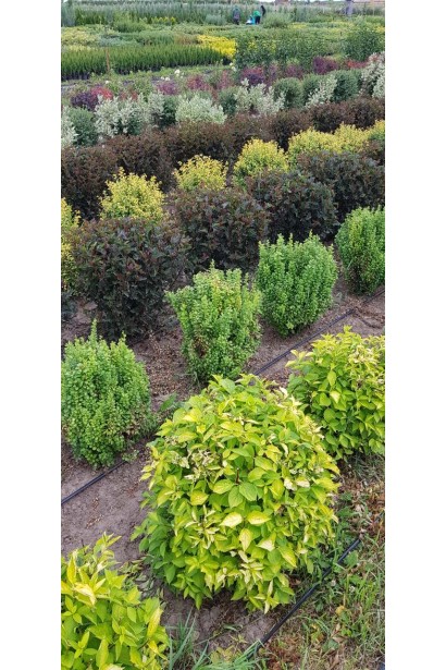 Кущі жасміну садового Ауреус в розсаднику