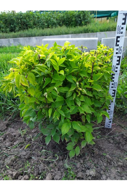 Чубушник вінечний Ауреус — ідеальний вибір для живоплоту.