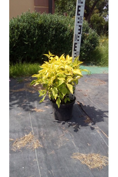 Philadelphus coronarius Aureus