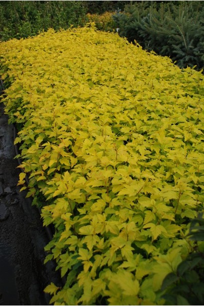 Кущ пухироплідника Дартс Голд підкреслює стиль сучасного дизайну.