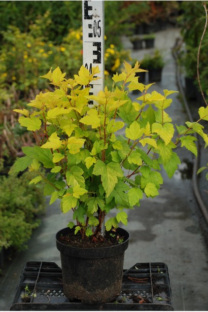 Пухироплідник із яскравим листям – ідеальний вибір для живоплотів.